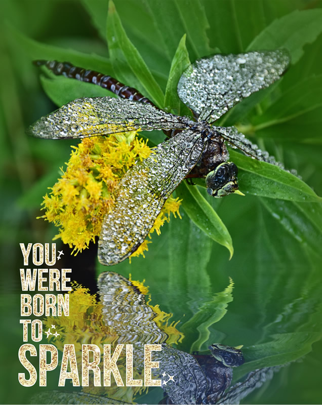 Sparkle by Darlene Perkin